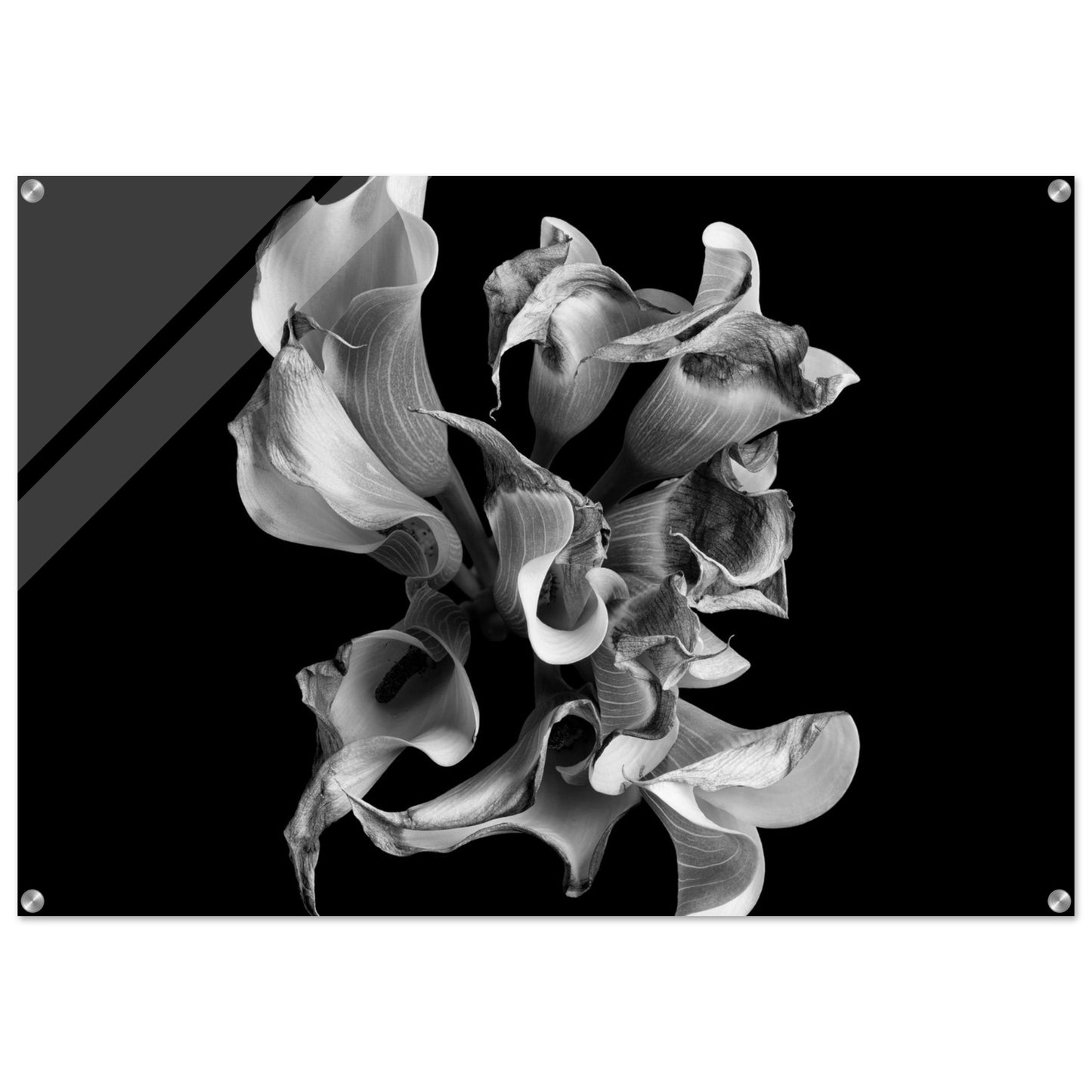 Acrylic Print